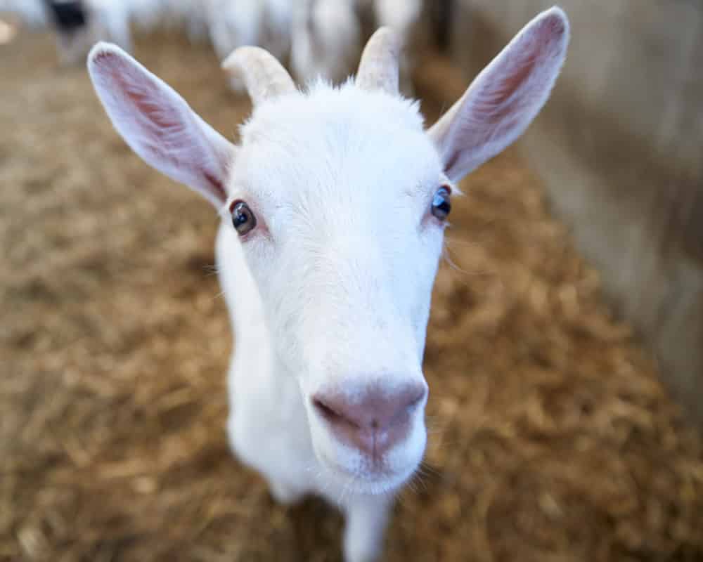 Goat Milk Friends of Goatober Category - Milk